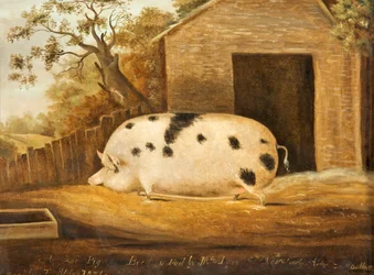 Gloucester Old Spot Schwein, 1834